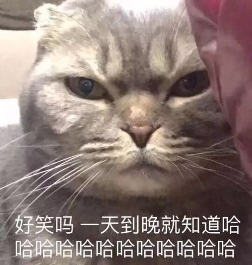  今天在微博上看见一句话说的贼美类