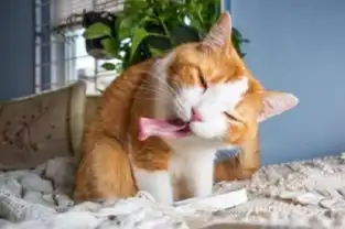 生活百科北极熊会喷火,动物界的冷知识你知道几个 生活百科北极熊会喷火,动物界的冷知识你知道几个