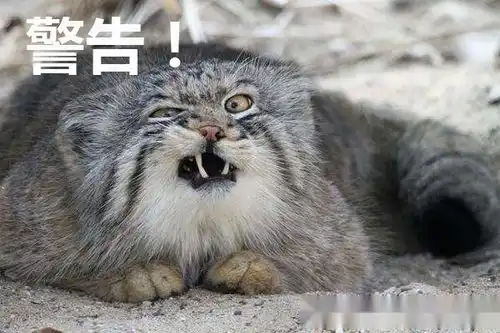 不屑表情包图片 图库帕