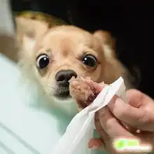 笑死我了噶财老的狗也有的 笑死我了噶财老的狗也有的