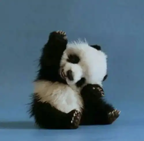 喝鸡汤动物的微笑,太治愈了 喝鸡汤动物的微笑,太治愈了