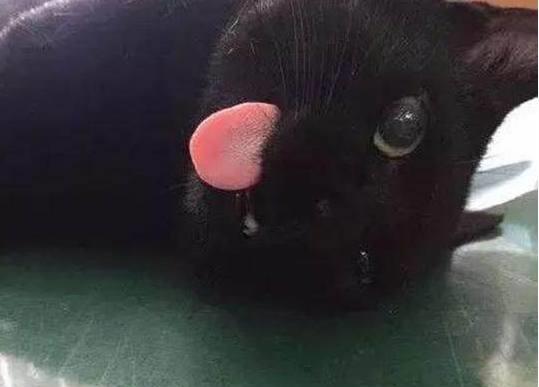  主人带猫咪去做绝育手术,猫咪竟然吓哭了,可怜的表情让主人心疼