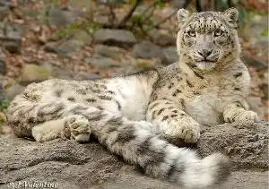 雪豹猫科动物 雪豹猫科动物