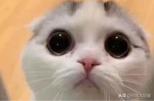  猫咪因调皮被关笼子里,准备教训它一下,它的眼神让主人心软了