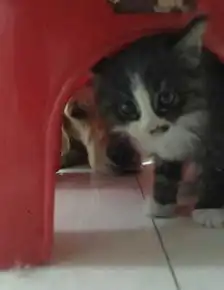 你所认识的金毛大暖男,为了争宠竟咬死小奶猫 你所认识的金毛大暖男,为了争宠竟咬死小奶猫