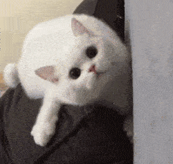 聊天表情包动态猫狗表情包33 聊天表情包动态猫狗表情包33