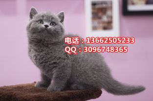  阳江哪里有卖英国短毛猫阳江哪里有卖英短蓝猫