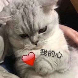  卡哇伊喵喵表情包我喜欢你,不是谣言