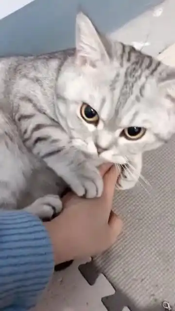  猫咪表情逐渐凝固,甚至有点想远离这个女人