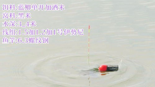  冬季钓鱼抓口是个技术活,浮漂没动就上鱼不,这就是冬季鲫鱼口