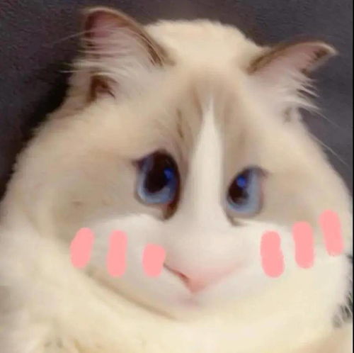 emo表情包猫咪