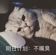  表情包整条街最靓,不接受反驳