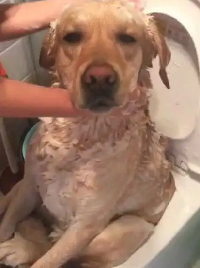 金毛被按在马桶里洗澡,委屈的表情溢出了屏幕,人类你爱咋咋地吧 金毛被按在马桶里洗澡,委屈的表情溢出了屏幕,人类你爱咋咋地吧