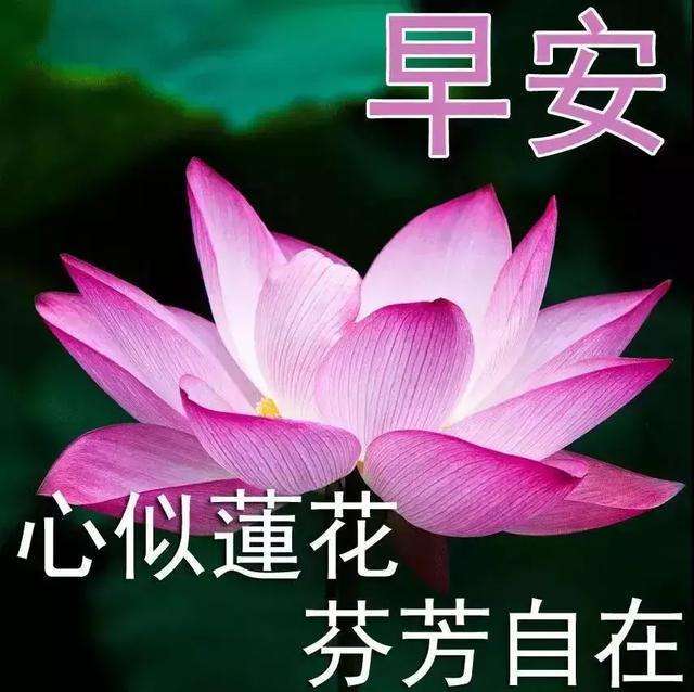 沙雕表情包好运莲莲 沙雕表情包好运莲莲