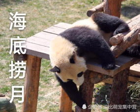 当熊猫把腿伸出后,露出本大爷的表情,确定不是真人