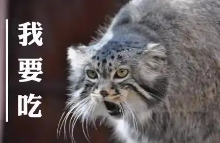 年度最惨大猫下山误入小学,就被动物园当场逮捕了 年度最惨大猫下山误入小学,就被动物园当场逮捕了