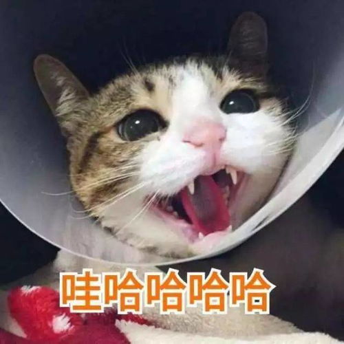  您有一个新的好友需添加