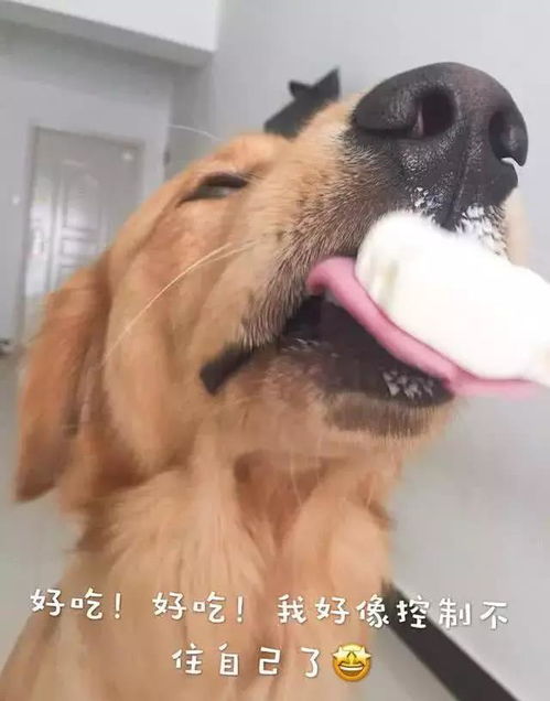  金毛狗狗吃雪糕,瞬间开始秀演技,网友绝对汪星奥斯卡
