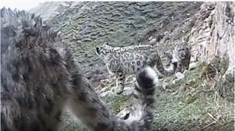 罕见,5只雪豹同框快来看看祁连山可爱的小雪豹嬉闹,还有豺和荒漠猫 罕见,5只雪豹同框快来看看祁连山可爱的小雪豹嬉闹,还有豺和荒漠猫