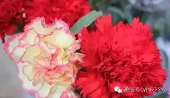  母亲节到了,愿所有的母亲健康长寿
