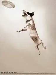 2005龙玺平面广告奖银奖 2005龙玺平面广告奖银奖