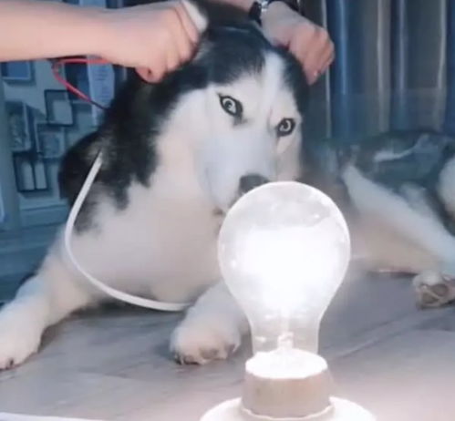 主人觉得二哈毛发优质,于是拿来做物理实验摩擦起电,点亮灯泡 主人觉得二哈毛发优质,于是拿来做物理实验摩擦起电,点亮灯泡