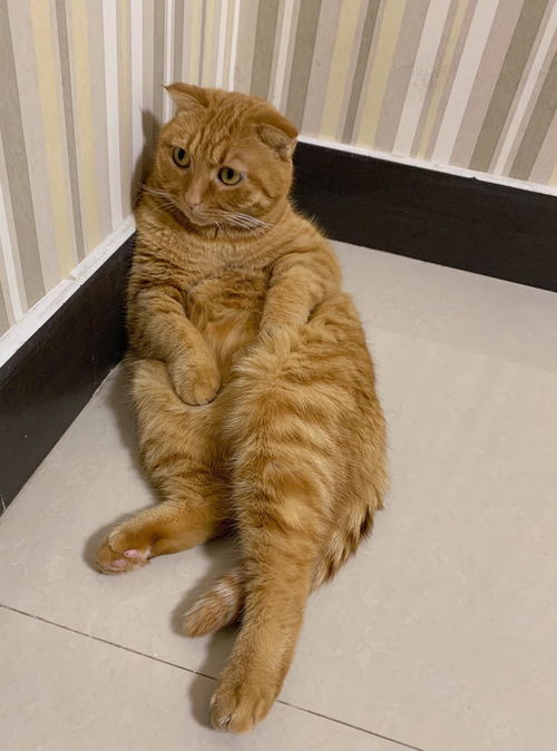 你们的橘猫挑食么