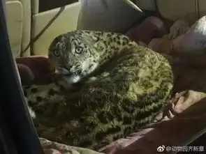 假如你关心的那只雪豹没有被救活 假如你关心的那只雪豹没有被救活