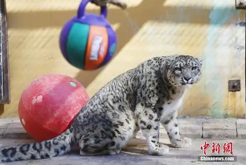 青藏高原野生动物园为高原大猫添置新玩具 青藏高原野生动物园为高原大猫添置新玩具