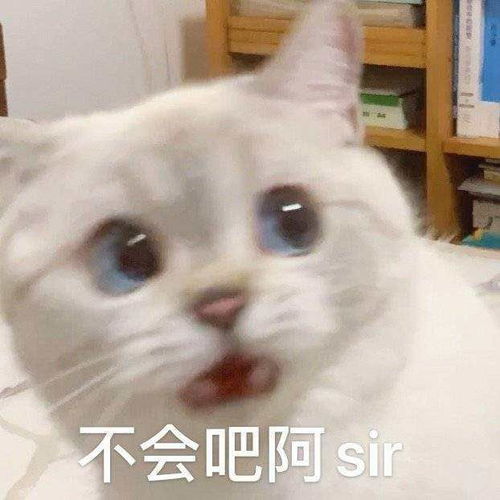  喵咪表情包我就是蛮不讲理还倍可爱