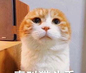  很社会的橘猫表情跟我走吗我混社会养你