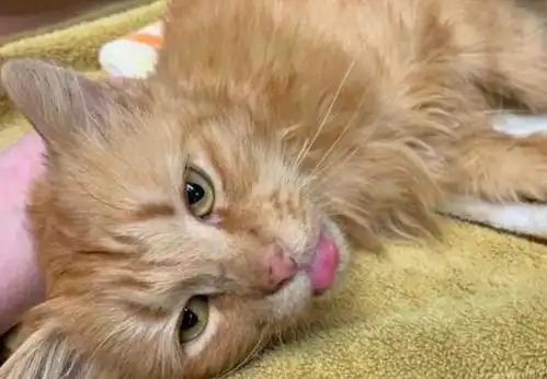 无牙猫咪爱吐舌头,呆萌表情萌化小伙,小伙以后跟着我混了 无牙猫咪爱吐舌头,呆萌表情萌化小伙,小伙以后跟着我混了