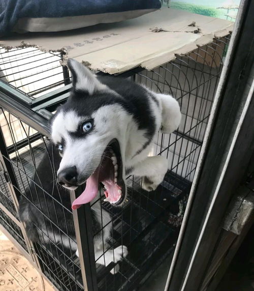 哈士奇当着主人的面越狱,结果失败了,变成了这副模样 哈士奇当着主人的面越狱,结果失败了,变成了这副模样