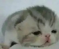 喂新生儿喝口服液,致三岁女童心肌损伤,无限极放过中国的孩子吧 喂新生儿喝口服液,致三岁女童心肌损伤,无限极放过中国的孩子吧