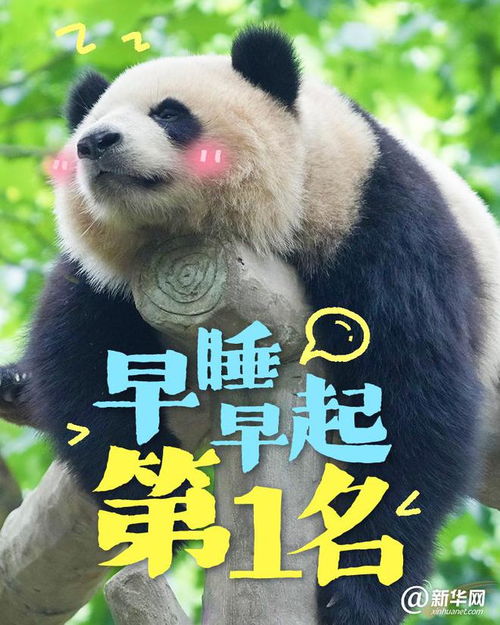  这些大熊猫是在演我开学吗