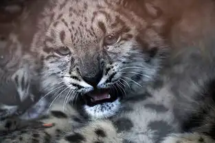 藏北小雪豹伤好啦 藏北小雪豹伤好啦