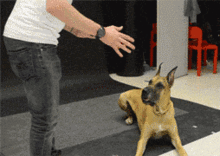 腮红鹦鹉表情包gif开心