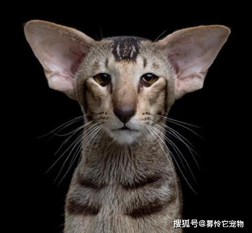  独具特色的猫咪,你不想养一只吗