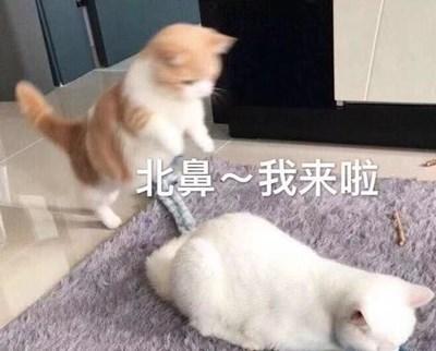  r收藏夹