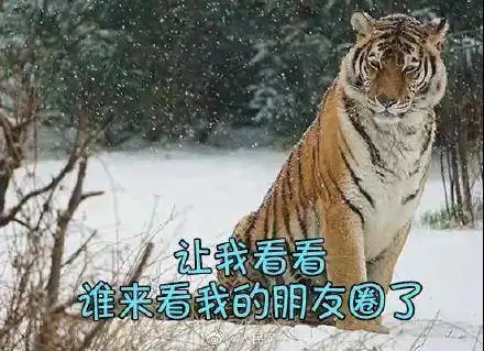 叮虎年土味表情包上线 叮虎年土味表情包上线