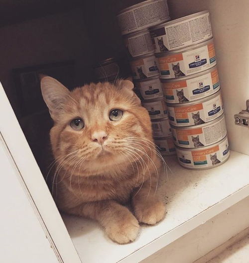  总是一张悲伤脸的呆萌大橘猫,却经历过一段不为人知的悲惨经历