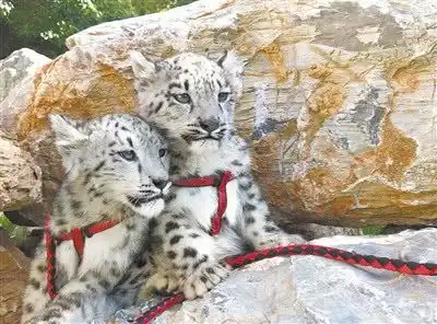 西宁野生动物园成功繁育雪豹双胞胎 西宁野生动物园成功繁育雪豹双胞胎