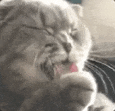 动图表情包生成猫咪