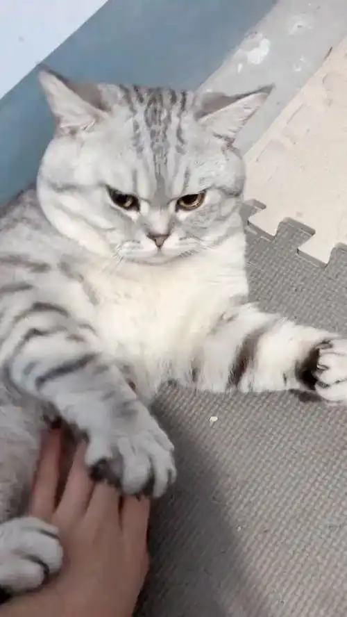  猫咪表情逐渐凝固,甚至有点想远离这个女人