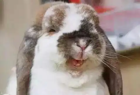 超级搞笑照片刚看到第二张就笑的受不了 超级搞笑照片刚看到第二张就笑的受不了