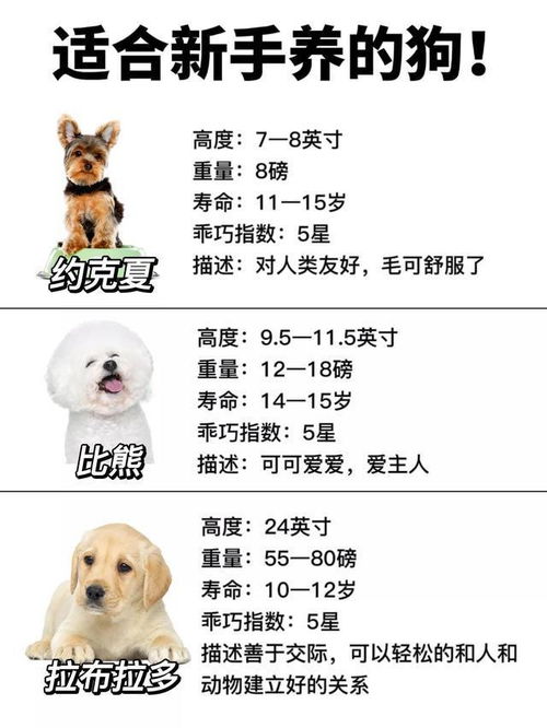  养狗人必看,新手养狗千万别瞎喂