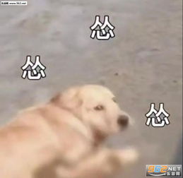  爱情是不靠谱的东西图片安静的当个舔狗其他的雨窝无瓜表情包下载乐游网游戏下载