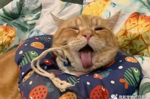  橘猫吞掉一大坨卫生纸,结果当场噎到无法呼吸