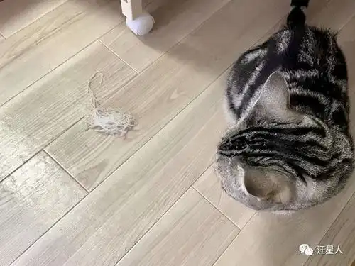 猫偷吃一大口萝卜丝,被抓后当场吐掉,还摆出这表情 猫偷吃一大口萝卜丝,被抓后当场吐掉,还摆出这表情