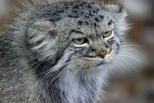 想给大家简单说说兔狲这货,表情最丰富的猫科动物 想给大家简单说说兔狲这货,表情最丰富的猫科动物